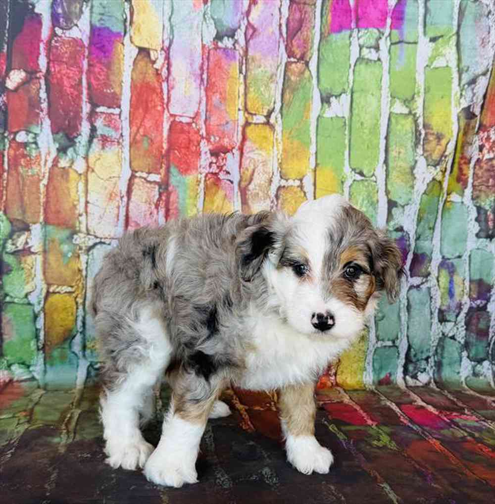 carousel pet images