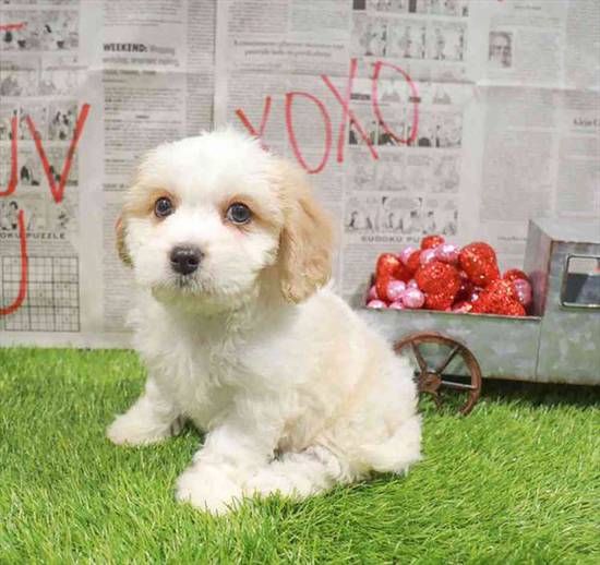 Cavachon