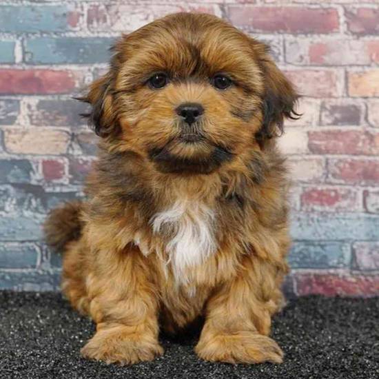 Shih Tzu