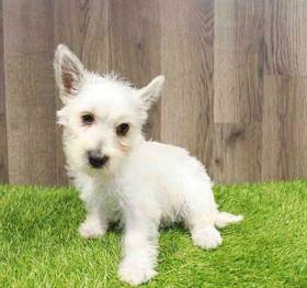 West Highland White Terrier