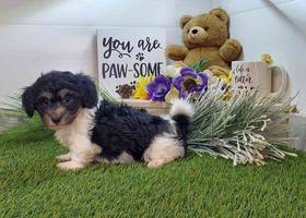 Coton De Tulear