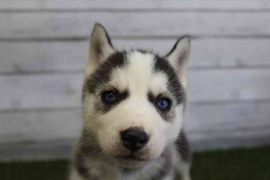 Siberian Husky