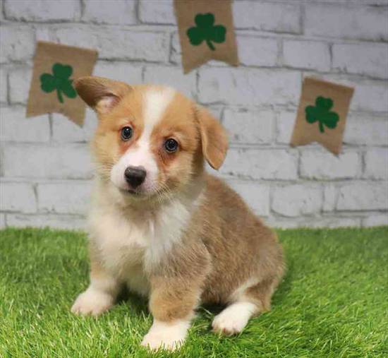 Pembroke Welsh Corgi