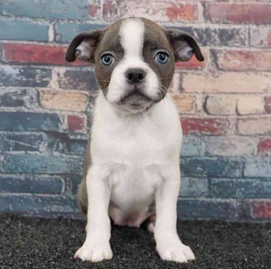 Boston Terrier