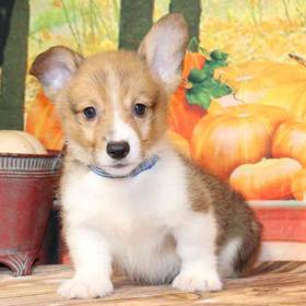 Pembroke Welsh Corgi
