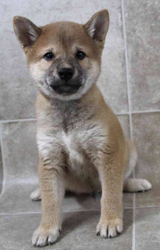 Shiba Inu