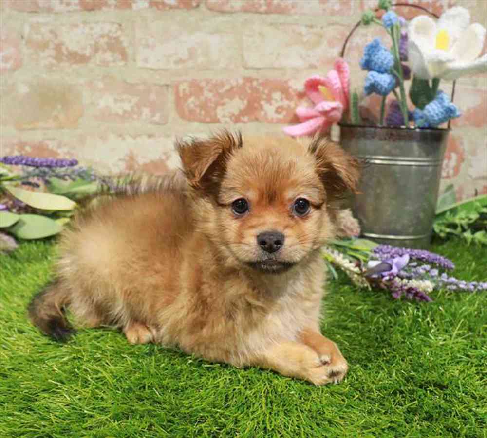 carousel pet images