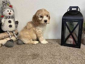 Cocker Spaniel