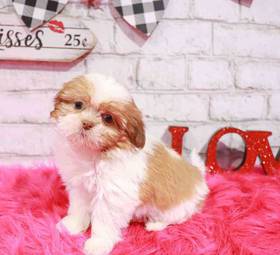 Shih Tzu
