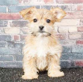 Morkie