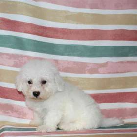 Bichon