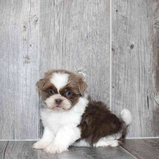 Shih Tzu