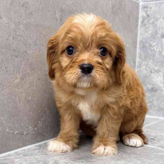 Cavapoo