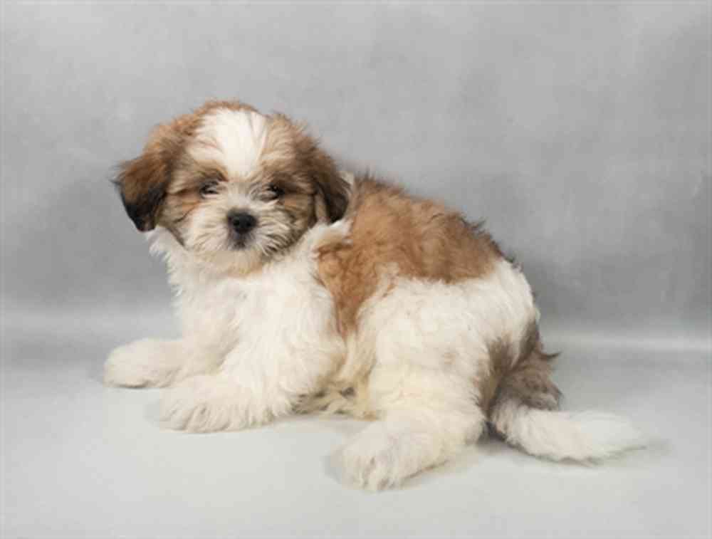 carousel pet images