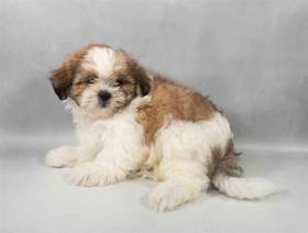 Shih Tzu