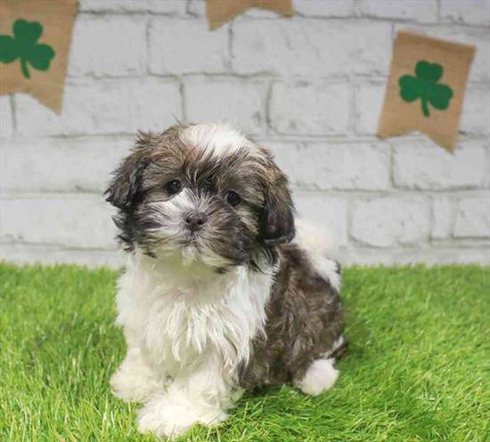 Havanese-Shih Tzu