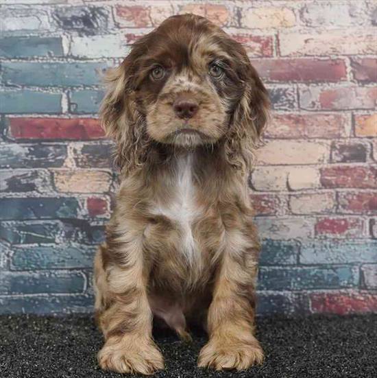 Cocker Spaniel