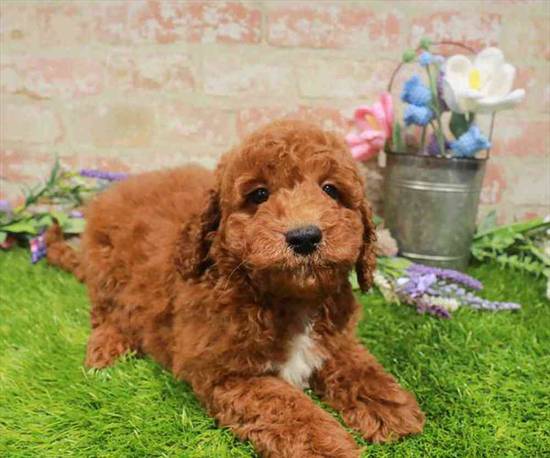 Mini Goldendoodle 2nd Gen