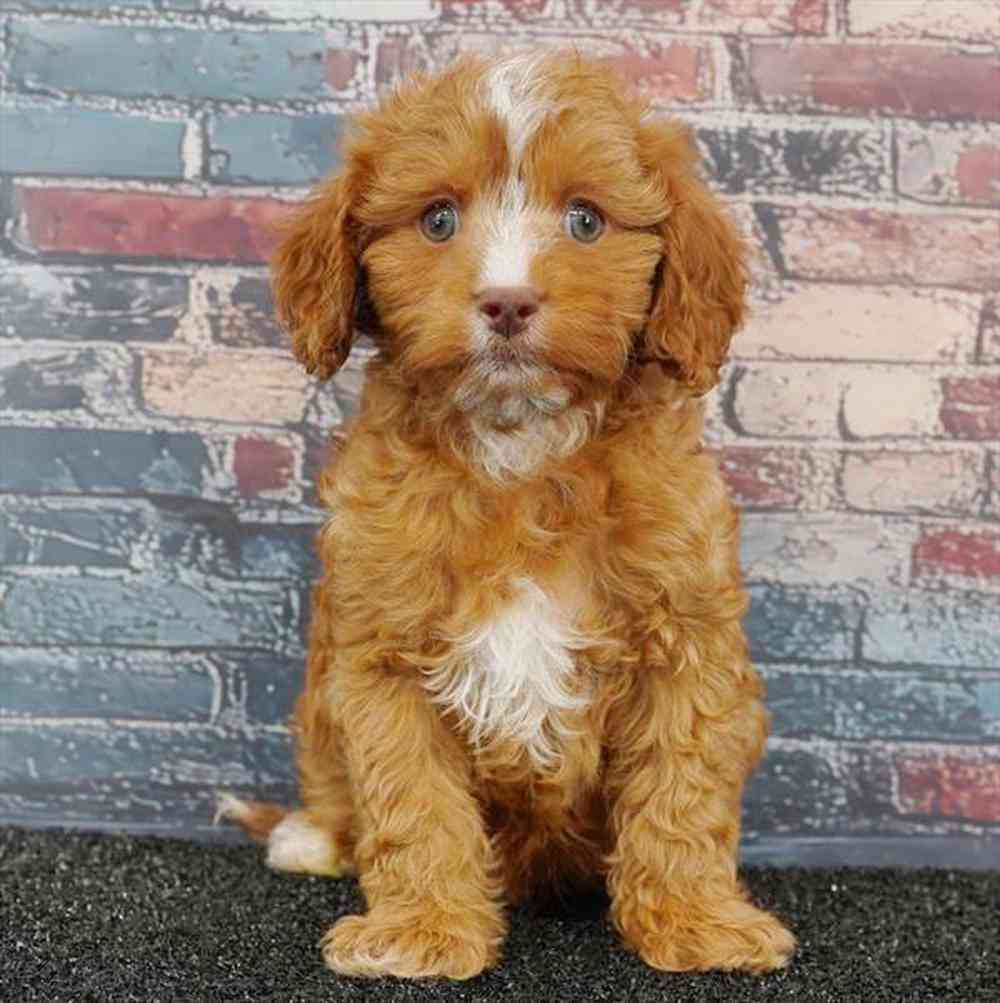 carousel pet images