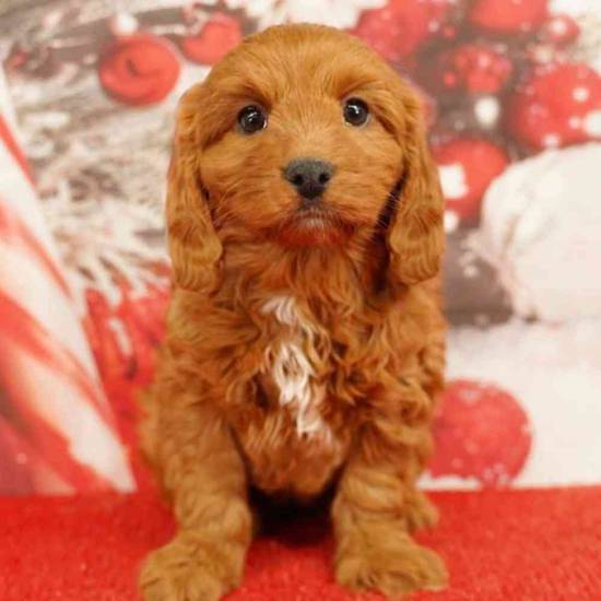 Cavapoo
