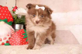 Pomeranian