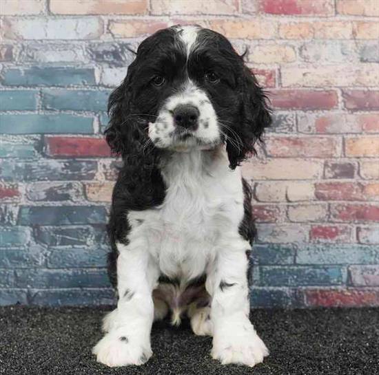 Cocker Spaniel