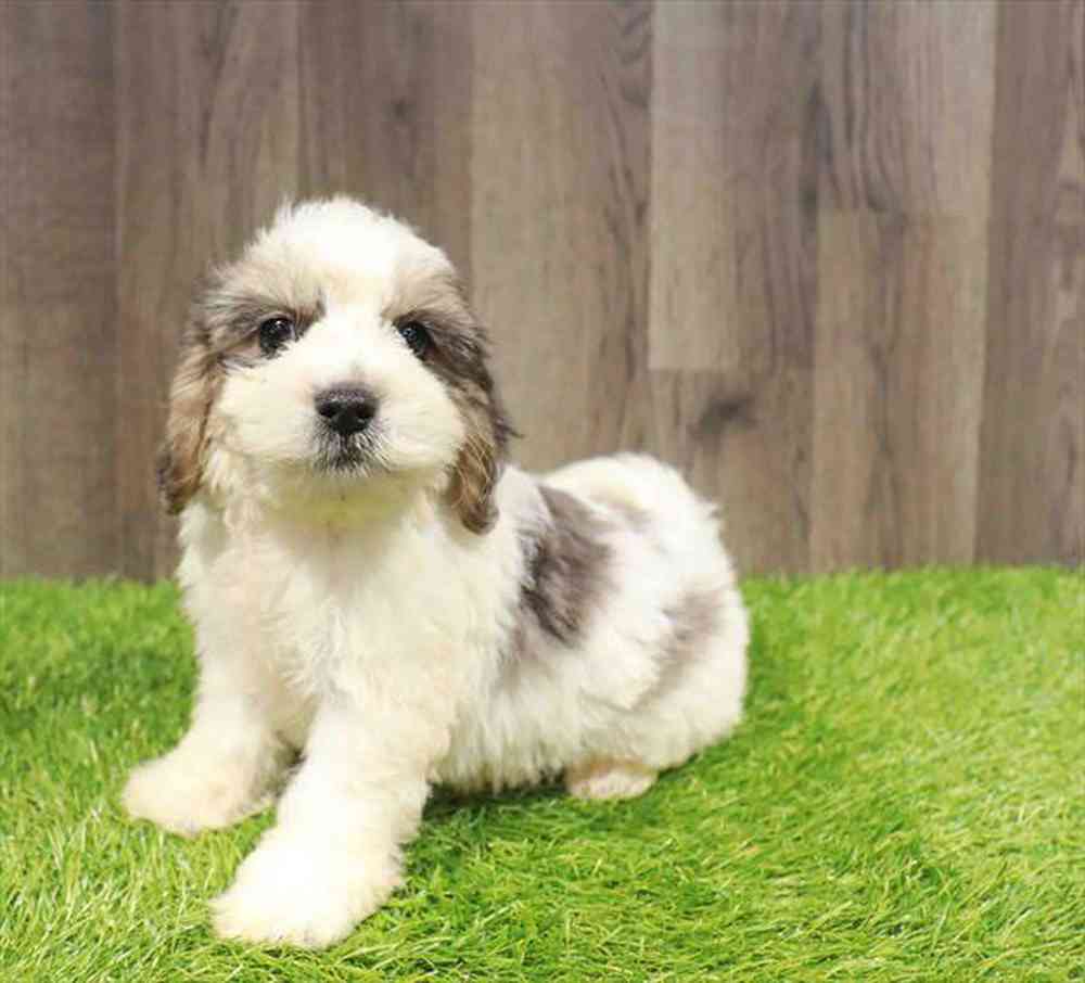 carousel pet images