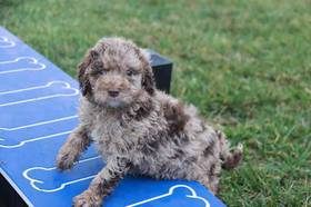 Goldendoodle