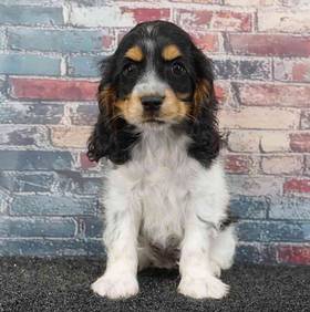Cocker Spaniel