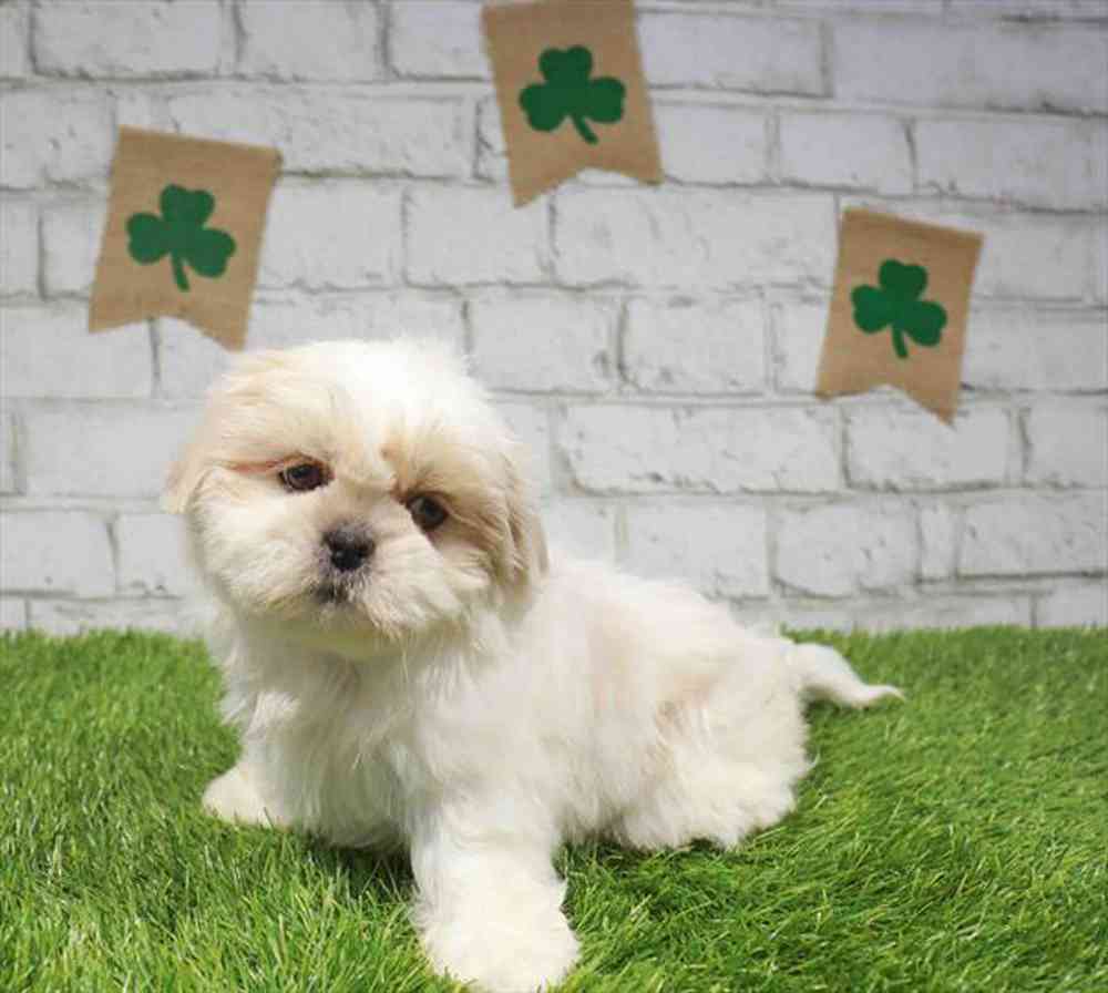 Image of a pet breed in the gallery