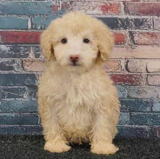 Cavapoo