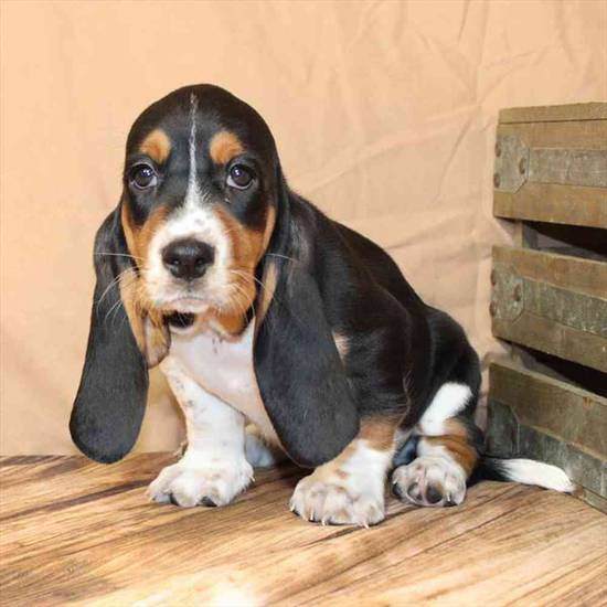 Basset Hound
