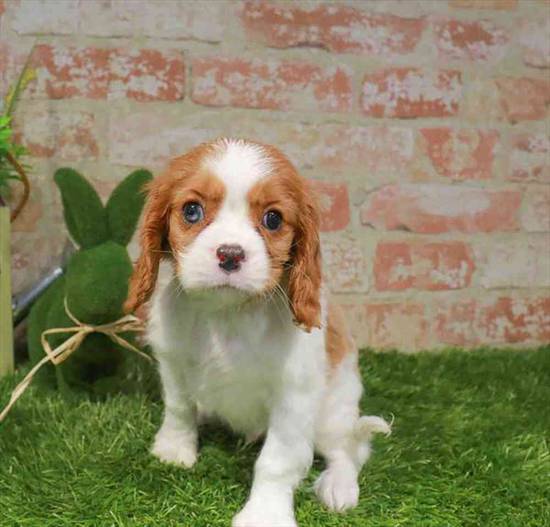 Cavalier King Charles Spaniel