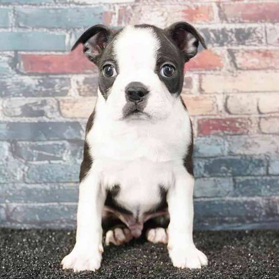 Boston Terrier