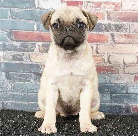 Pug
