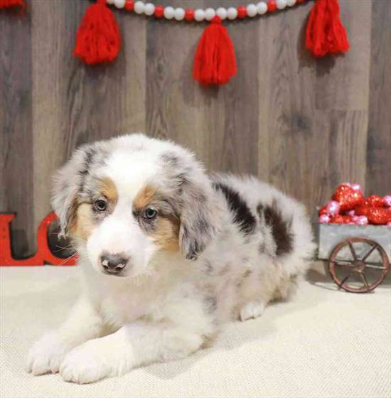 Miniature Australian Shepherd