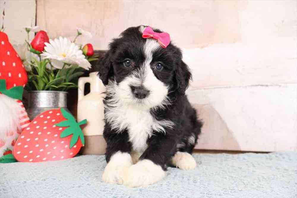 carousel pet images