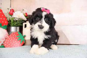 Mini Bernadoodle