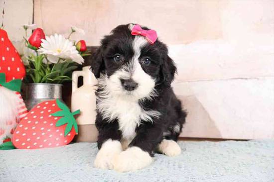 Mini Bernadoodle