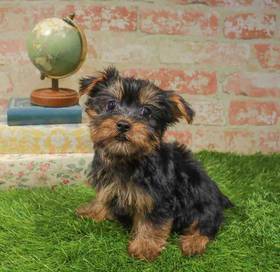 Silky Terrier