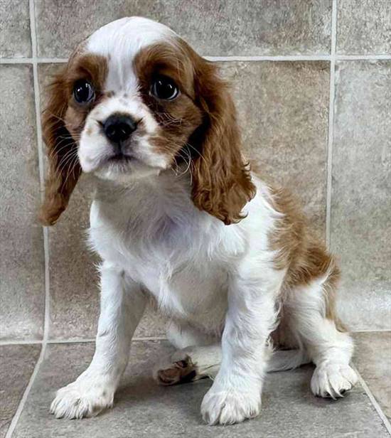 Cavalier King Charles Spaniel