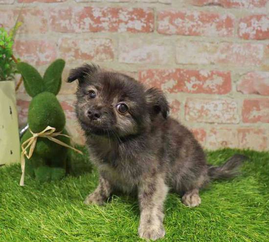 PomChi