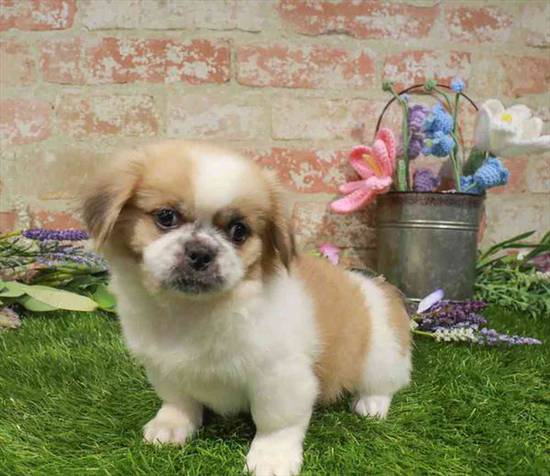 Pekingese