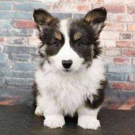 American Corgi