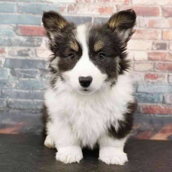 American Corgi