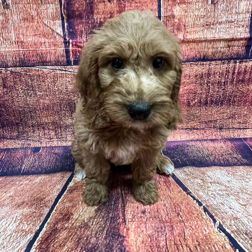 carousel pet images