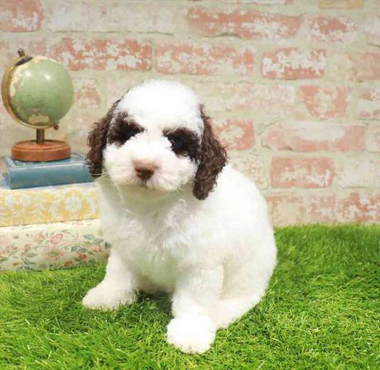 Poodle