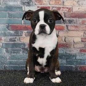 Boston Terrier
