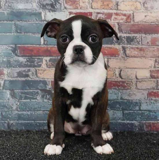 Boston Terrier