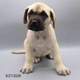 English Mastiff